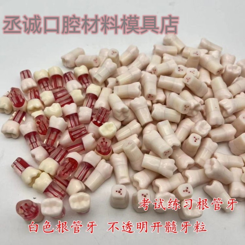 白色根管牙牙科 开髓牙树脂教学模型口腔离体牙考试练习开髓牙粒