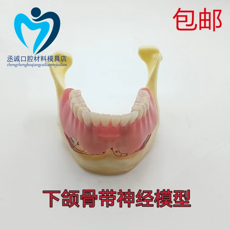 牙科树脂下颌骨义齿覆盖模型下颌骨带神经 展示义齿可拆卸