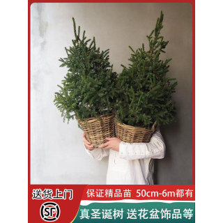 真的圣诞树真树盆栽活2025新款家用挪威云杉圣诞节松树盆栽诺贝松