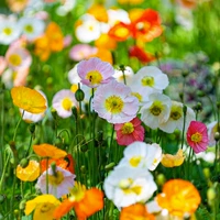 虞美人2万粒+肥 【买2送1】