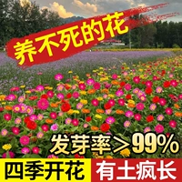 野花组合1000粒+肥 【买2送1】