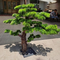 Exhibition Hall Tree Office Green Planting Decorations Simulation Small Potted Plant Home Simulation Greet Guests Pine Sand Pan Fake Trees