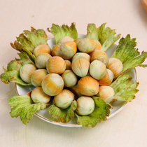 2024 Northeastern green-skinned large hazelnuts new goods without green skin peeled raw real seeds fresh in stock