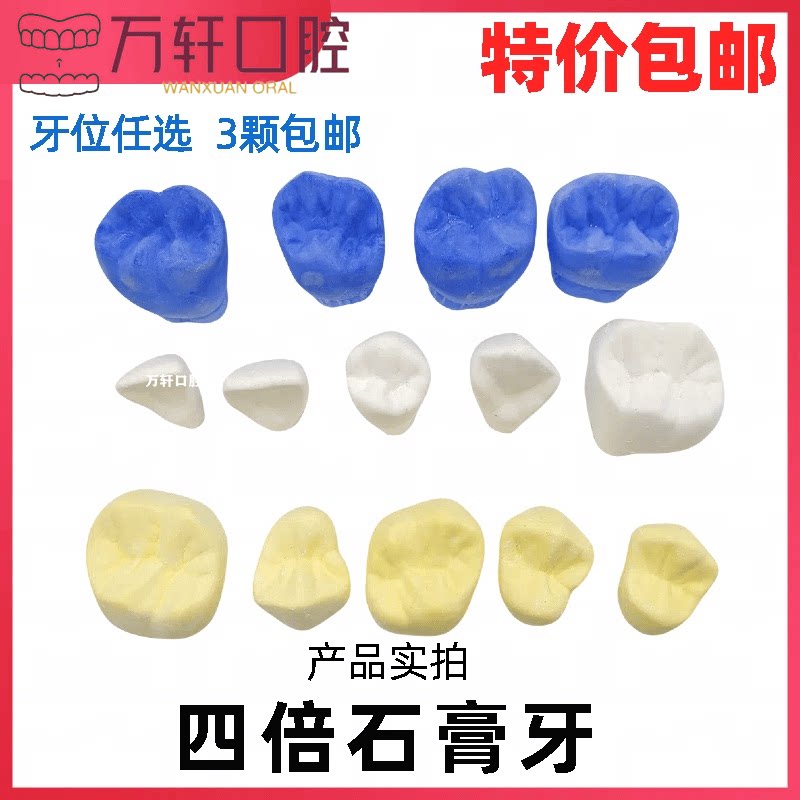 牙科口腔模型 四倍无底座石膏牙模型全口28颗示范雕刻全口模型