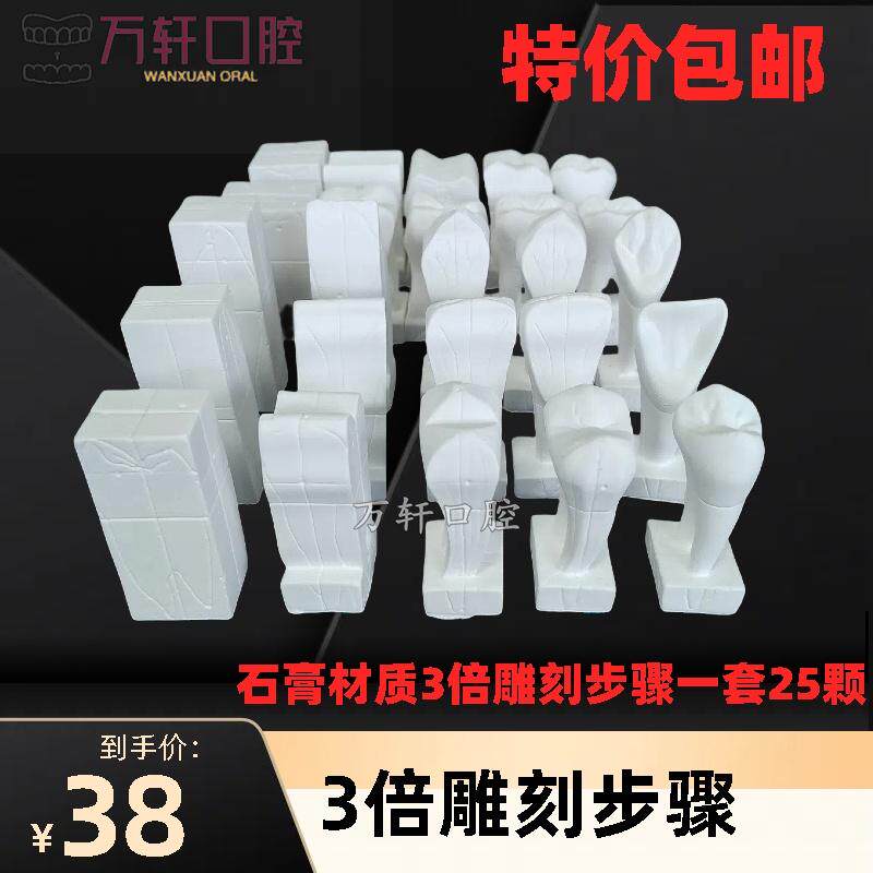 牙齿雕刻步骤3倍石膏雕牙步骤演示模型 口腔学生专用石膏模型