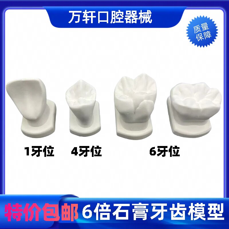 牙科6倍石膏模型 教学雕牙牙齿模型 六倍带底座磨具 教具练习雕刻