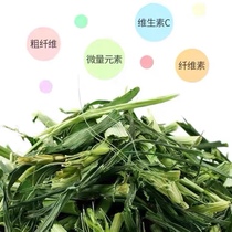 Freshly dried oat grass segment hay nutrition digestible rabbit guinea pig guinea pig barley grass grain oat grass