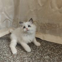 4 Puppet cat open sea double ear full back