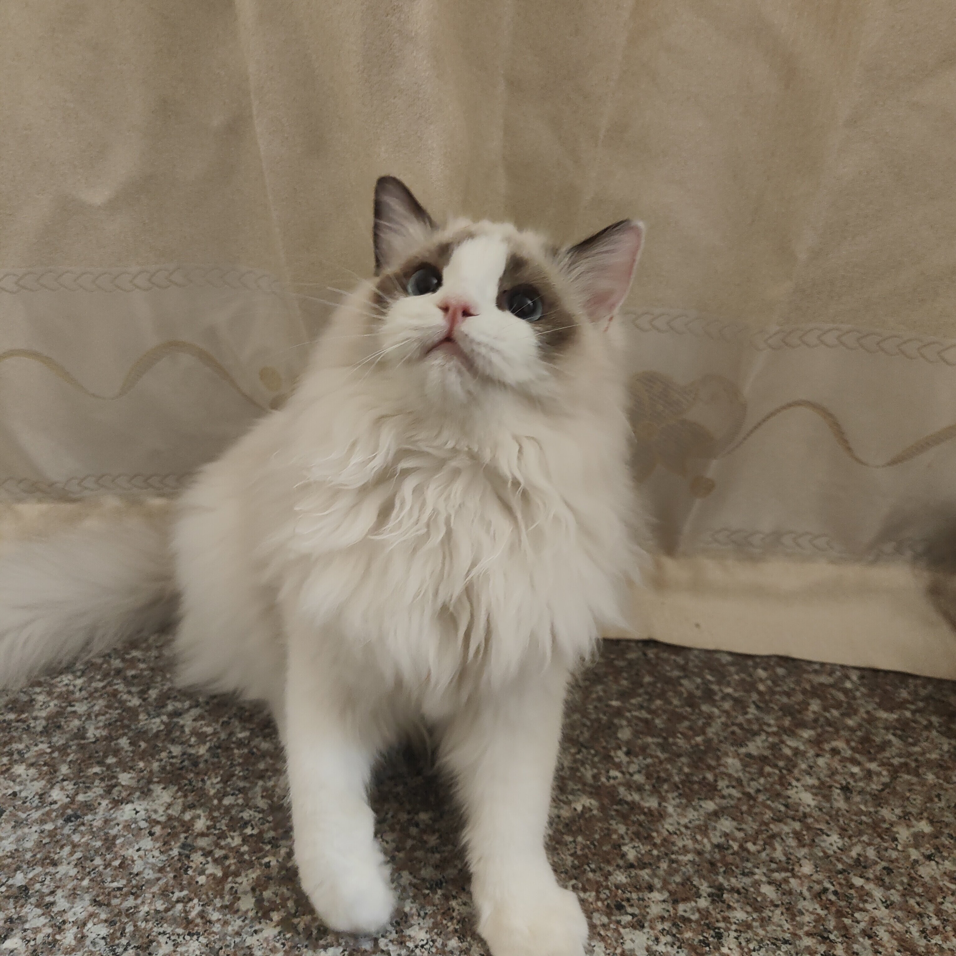 3-puppet-cat mother sea double full of ears full of back