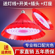 Wise letdown with fresh light pork lamp fruit lamp Cooked Food Light Vegetable Light Seafood Light Cooked lamp Halogen Meat Light Fresh