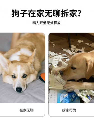 Домашние собаки озвучивали игрушечные звуковые газеты моделирование и измельчение зубов, чтобы облегчить душные артефакты бикхиро золотые волосы