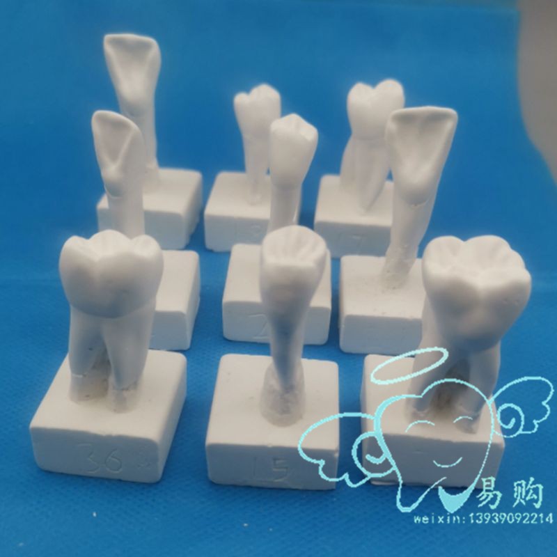 牙科 3倍大石膏牙齿模型 全口32颗恒牙解剖教学雕牙指导参照 包邮