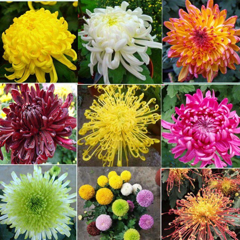 Chrysanthemum Potted Flowers With Flowers Shipping Golden Silk Chrysanthemum Potted Mermaiju Marguerite Potted Big Chrysanthemum Autumn And Winter