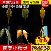 Cold water scavenger fish pipa loach fish tank cleaning tool fish other than algae double suction cup to climb rocks and admire the fish