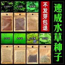 Fish tank Speed up to water grass seed No need for co2 water purification grass seed freshwater plant prospect in the four seasons