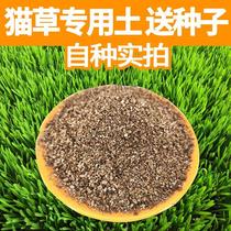 Cat grass special nutrient soil medium cat grass cat mint planting native cat grass seed tupey cat grass soil planting soil
