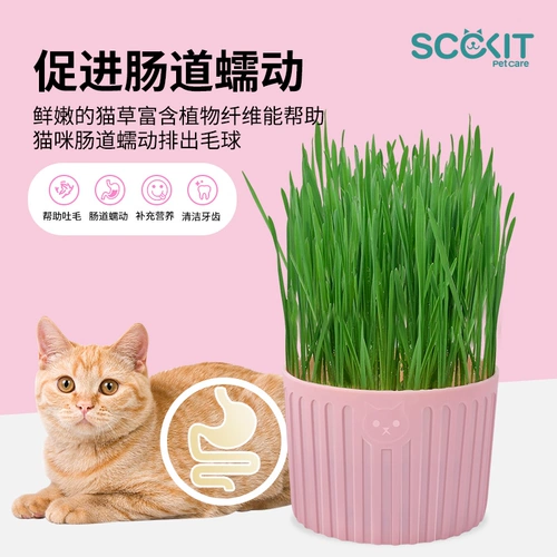 Кошачья трава выращивается сами, кошачья горшка, ленивый