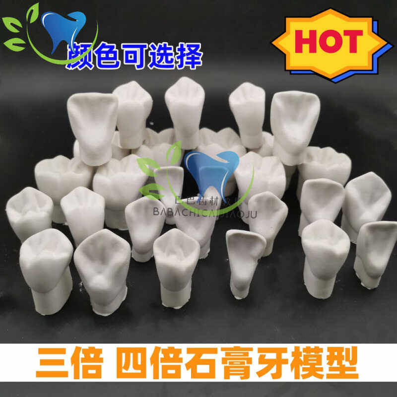石膏牙齿模型3倍4倍离体恒牙体解刨雕牙指导制备牙冠包邮