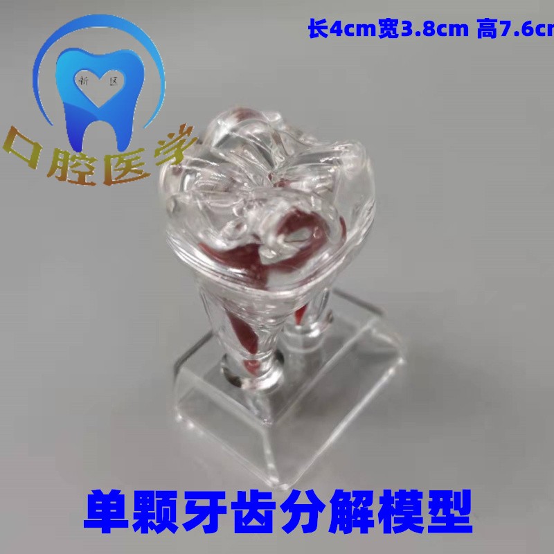 牙科可拆卸牙齿解剖模型齿科诊所牙型摆件单颗牙齿分解透明牙模型