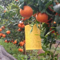 Yellow Sticky plate Double sided Trapping Plate Orchard Small Fly Worm White Powder Lice Blue Plate Fruit Real Fly Anti-Insect plate Artichoke Thistle