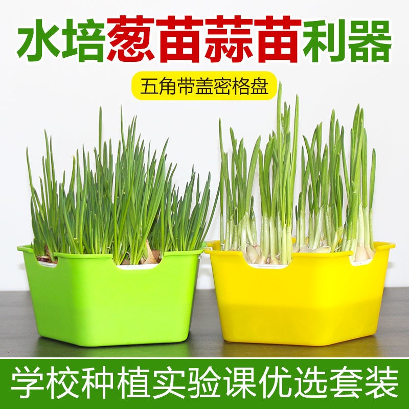 Growing water on soil-planted cultivation of soil-free cultivation of new pentagonal seedlings of garlic seedlings