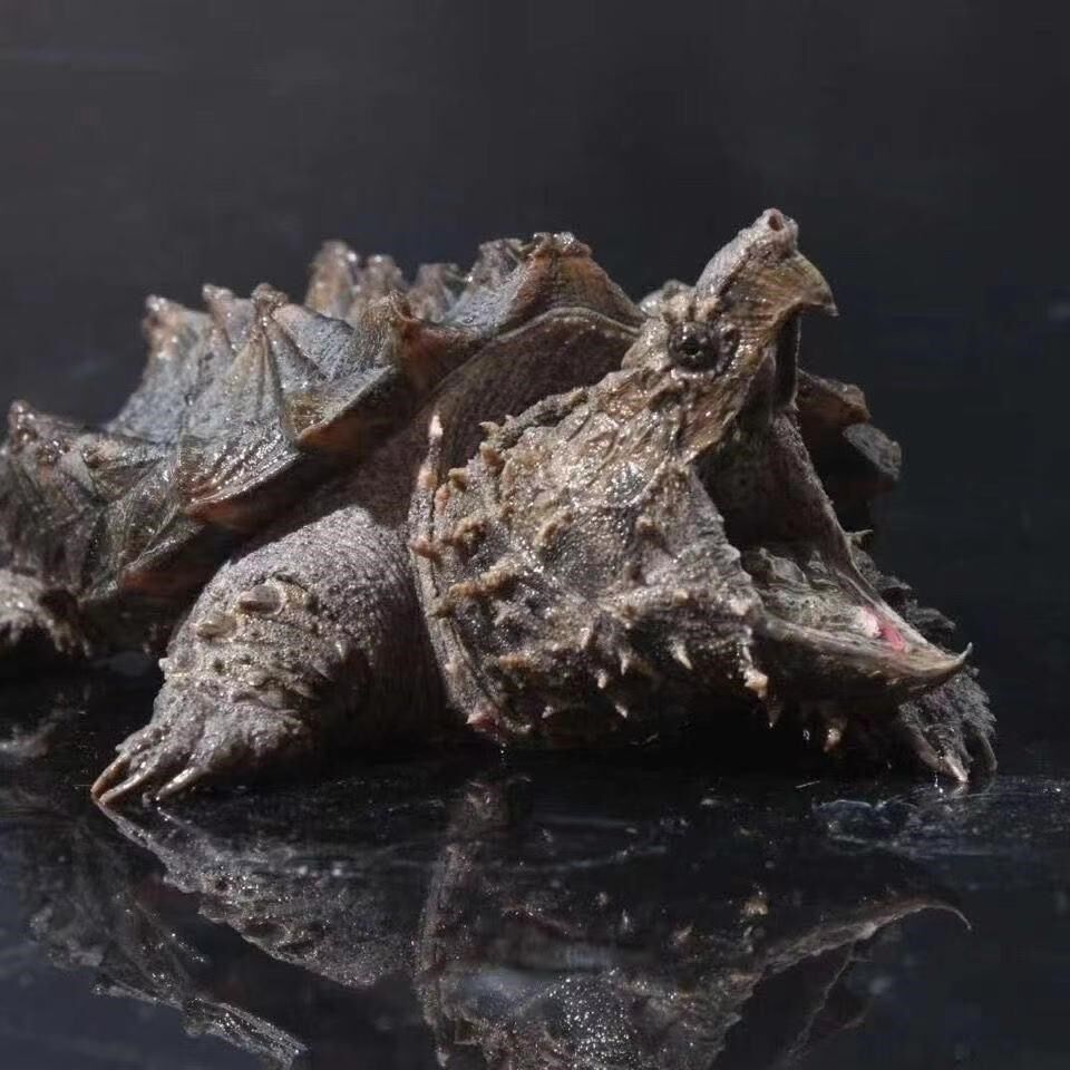 寻找独特宠物?北美小鳄龟,超值好物!🎉-龟-淘宝好物网