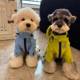 Dog Clothes Waterproof Jacket Schnauzer Bichon Teddy Shiba Inu West Highland Pet Clothing Raincoat