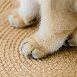 Rattan Catwim Four Seasons Универсальная трава Редактирование