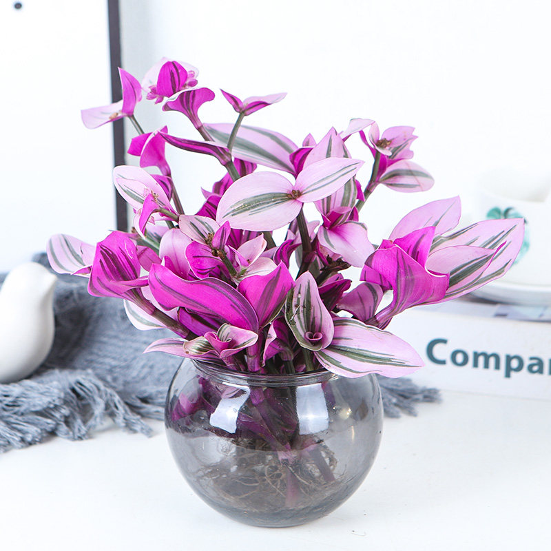 Oil painting slingwater cultivation plant wedding potted Orchi Violet Lu balcony indoor office desk for green flowers