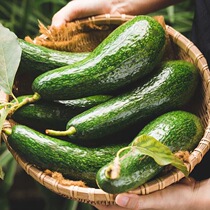 Fresh avocado Big Mac 4 pounds rare long avocado Vietnamese variety Hass avocado baby food supplement 3