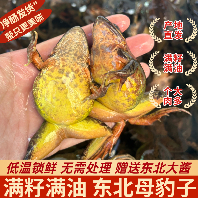 Northeast Female Leopard Frogs from Changbai Mountain, 10-14 Per Pound, Quick-Frozen Female Forest Frogs, Chilled Snow Frogs with Yellow Belly, Full of Fat and Seeds Northeast Female Leopard Frogs from Changbai Mountain, 10-14 Per Pound, Quick-Frozen Female Forest Frogs, Chilled Snow Frogs with Yellow Belly, Full of Fat and Seeds