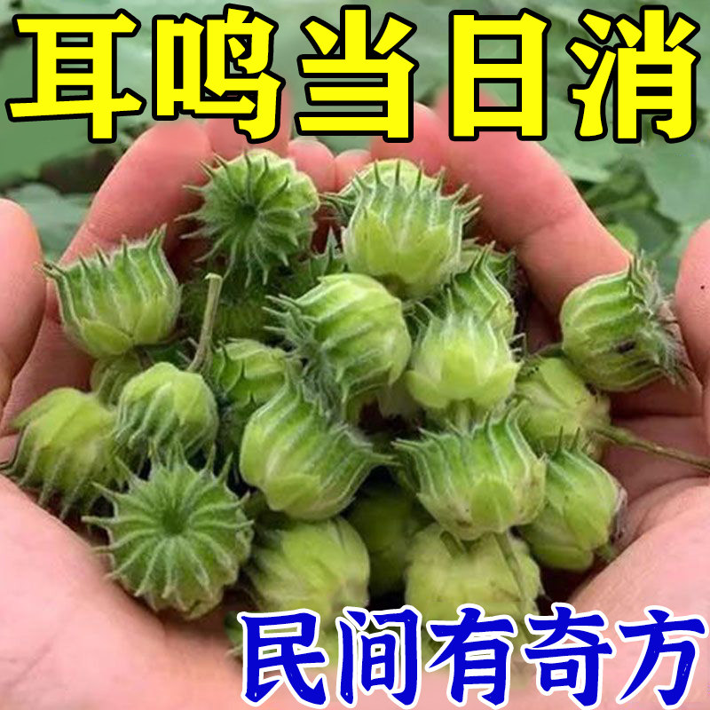 (Stop Whistling) Nervosa buzzing with a buzz and a lack of memory drop dedicated special effects post DR 