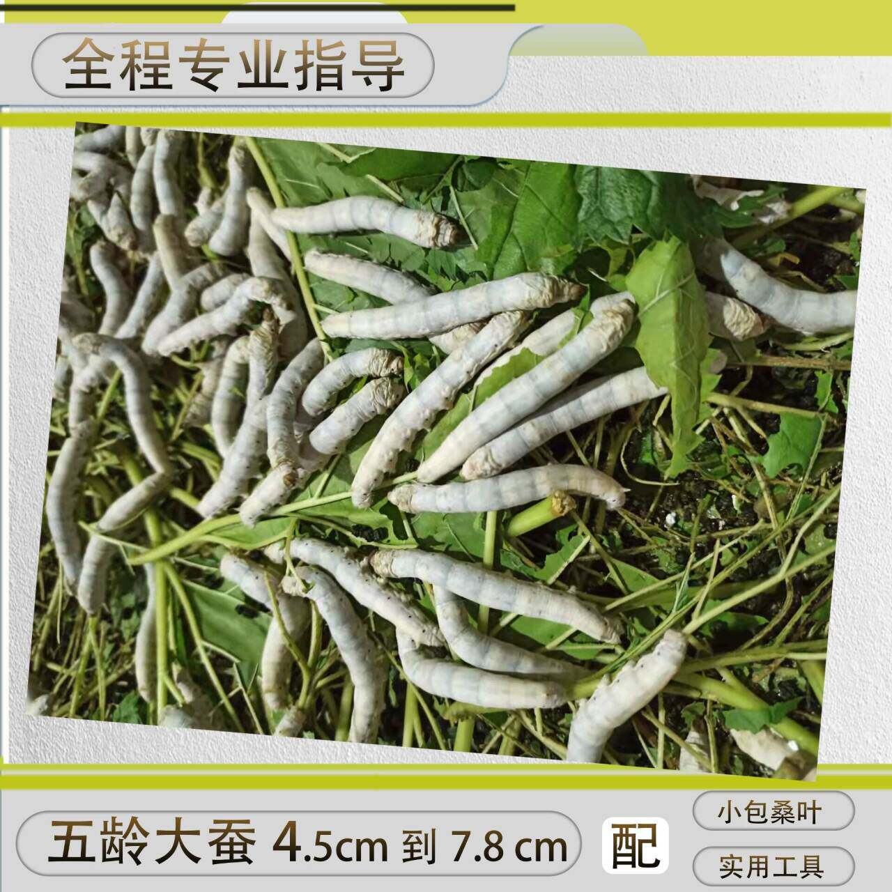 学生养蚕套装:亲手培育生命,开启自然探索之旅!-蚕宝宝-淘宝好物网