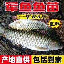 Military Fish Fry Fish Fry Fresh Water Breeding Food with light Barb Sinus Blue Stick Yellow Juan Carp Crucian Carp Carp Carp Live
