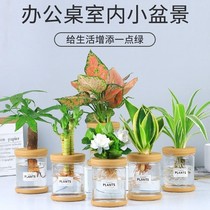 Hydroponic plant tabletop bonsai green planting geely red small potted office desktop small green plant good to raise four seasons evergreen