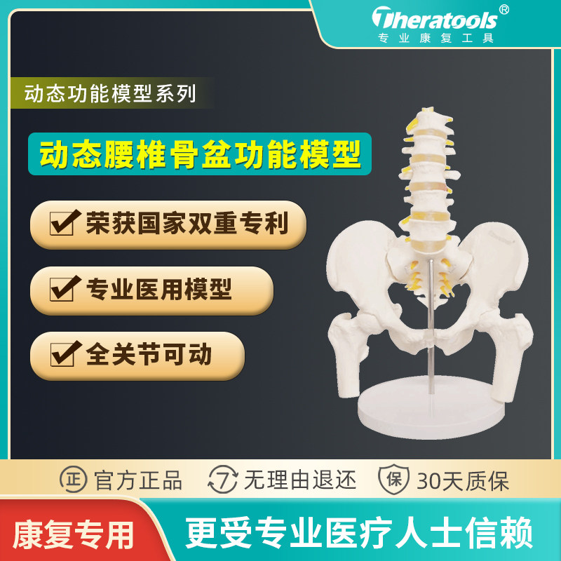 theratools动态女性腰椎骨盆骨骼模型教具关节可动人体孕产后康复