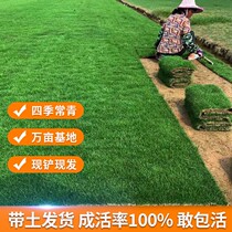 Greens real grass with dirt lawn with dirt clippings garden green courtyard Four seasons of green turf Manila Fruit Ridge