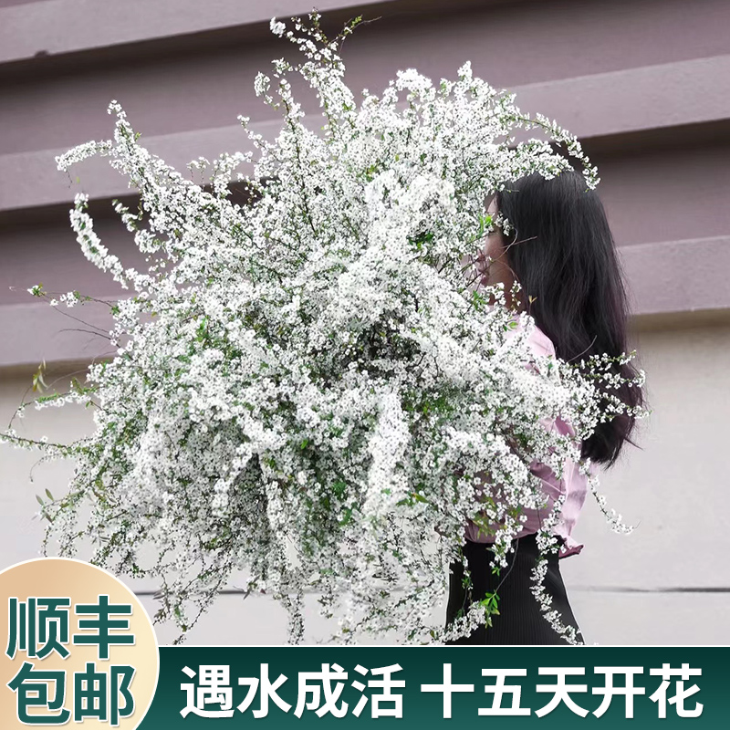 Snow-willow drying branches Water-petting fresh branches Flowers Potted Flowers Potted Plants Green Planting Easy To Live Plant Flower Arrangement Bundles Dry Branch Meet Water Open