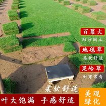 Turf real lawn soil now shoveled now discovered Manila green grass Taiwan grass Four Seasons Green courtyard project greening