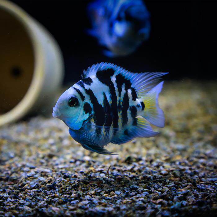 Mini parrot fish small freshwater good active tropical watching fish bauxiang blue and white gold breed fish