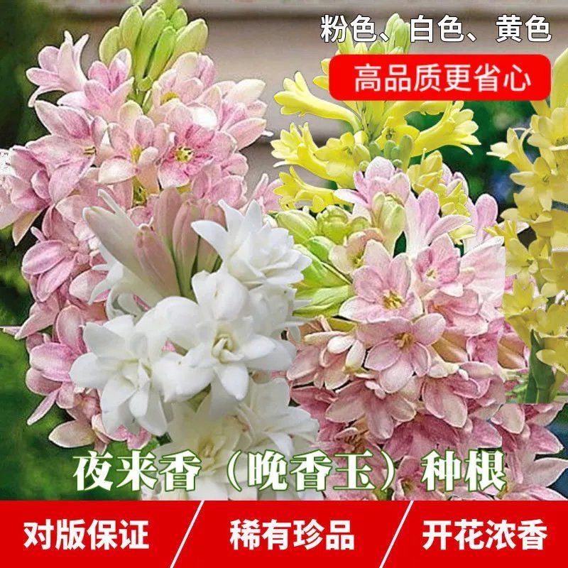 Tuberose bulb evening fragrance flower seedling plant indoor and outdoor garden four seasons easy to plant double-petal sun flower seedling potted plant