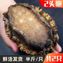2 fresh abalones 2 golden abalones extra large abalones fresh and oxygenated shipped (two pounds) a total of 2 pcs