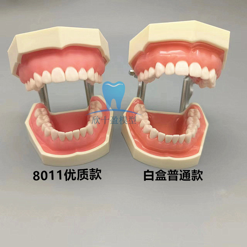 口腔牙科牙齿模型 备牙练习软牙龈牙模 可拆缷替换仿真树脂离体牙