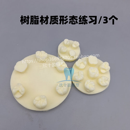 牙齿形态练习模型树脂堆塑蜡型蜡滴前磨牙上下颌第一磨牙树脂模型