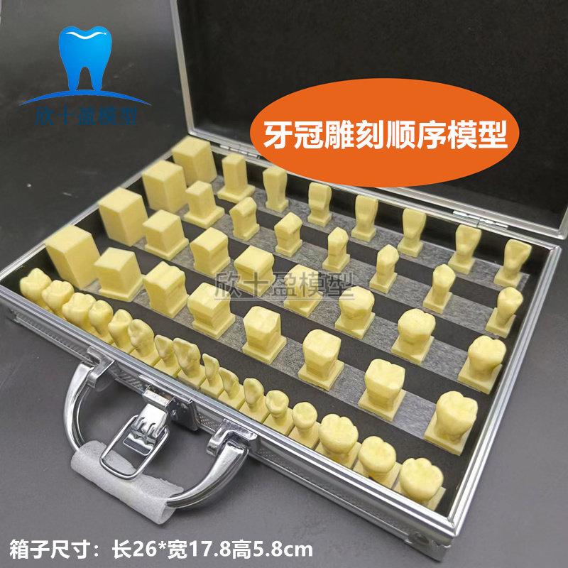 牙科 1.5倍牙冠雕刻顺序模型 口腔学生练习雕牙步骤示范模具M7027