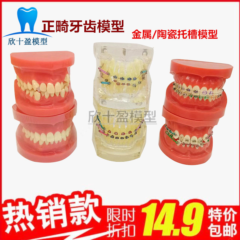 牙模型模具正畸半金属半托槽标准牙模矫正种植修复口腔教学牙模型