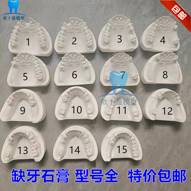 牙科石膏牙齿模型缺牙 缺失牙模型 标准牙列 有牙颌 制备基牙模型