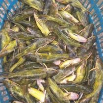 Yellow Spicy Tin Fish Fry Yellow Pelvis Live Fish Fry Fresh Water Cold Water Fish Yonnais Yellow Girl Yellow Duck Called Yellowbone Fish Yellow Spicy