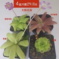 Pitchers Cordiae cordiae Caterpillar Fungus of the Caterpillar Fungus Prey man flowers apples and other catching cordiae 4 pots for as long as the price of a basin