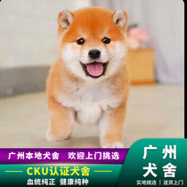 Canton pure race de chiots de chien de bois mignon de petite taille et de taille moyenne élever le chien de chai japonais Akita Eight-mâle animal de compagnie de chien vivant